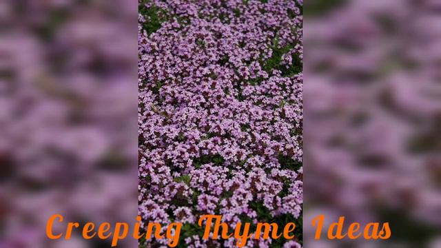 Creeping Thyme Ideas 2023 l Good Looking Blue Flowers for your sweet garden | Breck land thyme Plan смотреть онлайн
