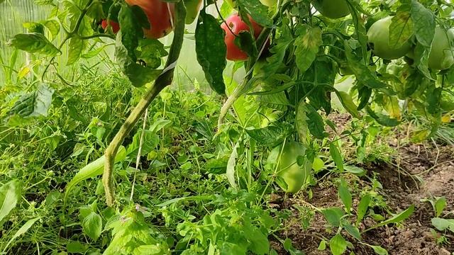 Томат Розовый Мед. Как показывает себя в сложных условиях смотреть онлайн