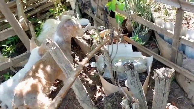 May Bagong Tanim Na Halaman смотреть онлайн