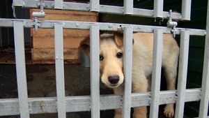 В приюте "Городог" осваиваются первые питомцы