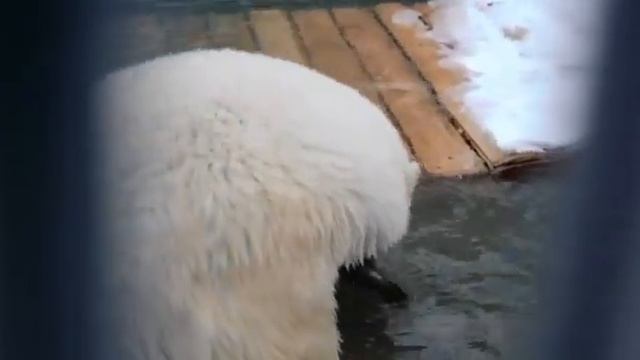 МЕДВЕДь ДИКСОН ВЫшел НА перВУЮ охотУ 🐻🐻BEAR DIXON went hunting 🐻🐻 смотреть онлайн