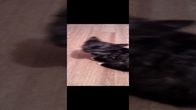 VID_20220712_203207.mp4