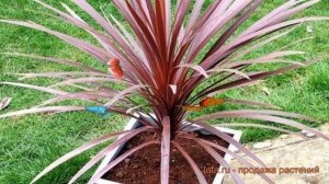 Кордилина южная Южная (yuzhnaya) ? южная кордилина Южная обзор: как сажать, семена кордилины Южная