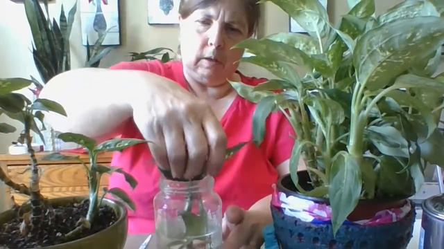 Mrs Green Thumb Livestreaming-Garden Chat and replanting my christmas cactus. смотреть онлайн