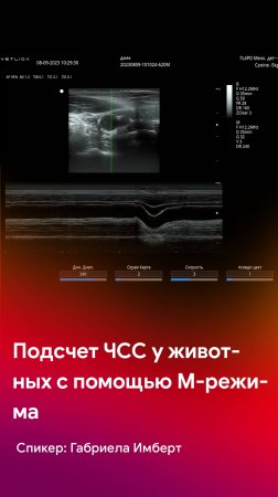 Подсчет частоты сердечных сокращений животным с помощью М-режима