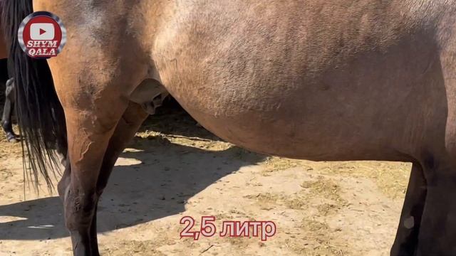 Құлынды биелер. 31.05.2023. Шымкент