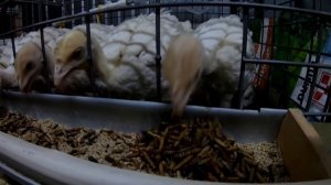 Личинка Черной львинки.? Часть 1. Чем кормить бройлера. Hermetia Illucens (Black Soldier Fly)