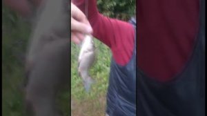 Рыбалка на реке Жданка дубль 2