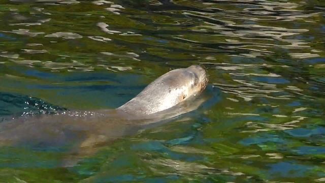 Tierpark Hellabrunn München 1 of 5 - Highlights Pelikane Pinguine Robben und Eisbären смотреть онлайн