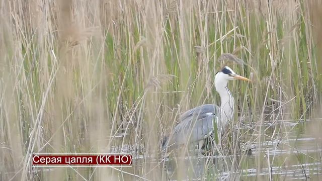 Лето в Нижегородской области / ИЮНЬ смотреть онлайн