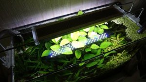 Аквариум травник 35 литров. Обзор.