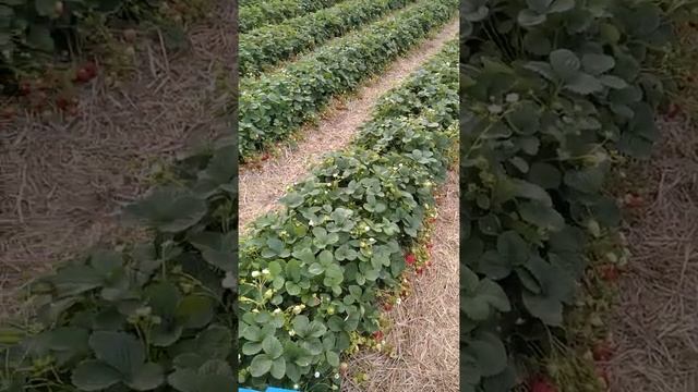 Клубника в Московской области на 07.10.20 г. смотреть онлайн