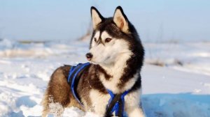 STRONGEST DOG BREEDS THAT ARE ADORABLE