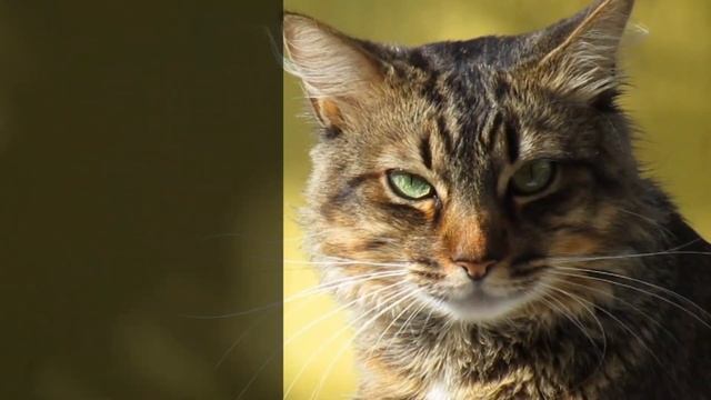 ? Can Cats See Ghosts ? | Based from Paranormal and Science Experts ?? смотреть онлайн