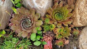 Yoll's добрый stream из Совиного дола. Ждём дождя