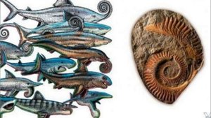 Геликоприон: Акула с циркулярной пилой на нижней челюсти