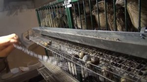 Перепела и Черная львинка.