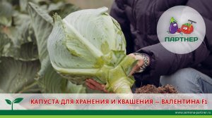 КАПУСТА ДЛЯ ХРАНЕНИЯ И КВАШЕНИЯ —  ВАЛЕНТИНА F1