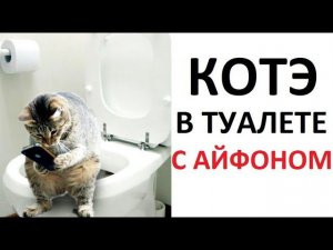 Лютые приколы. Кот в туалете с айфоном