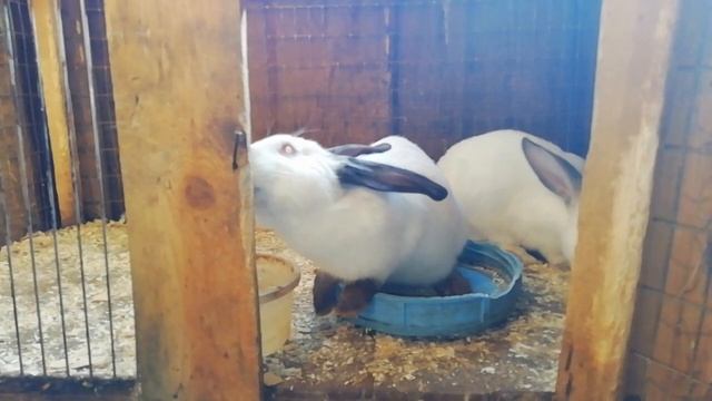Разведение кроликов в домашних условиях. смотреть онлайн