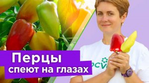 ВСЕ ПЕРЦЫ МИГОМ ПОКРАСНЕЮТ, если сделать так в августе! Как ускорить созревание перца на кусте?