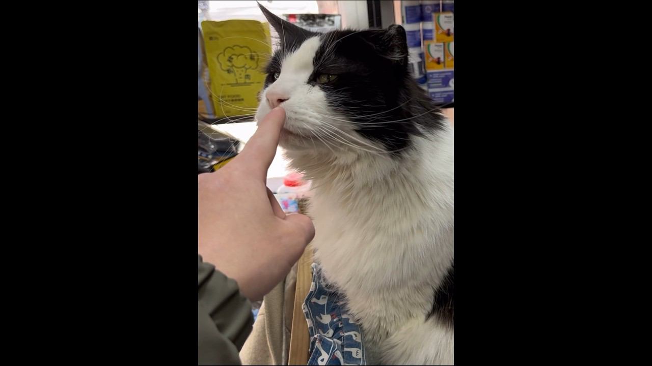 Кажется я хочу завести такого кота #мейнкун смотреть онлайн