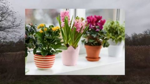 ПОЧЕМУ НЕЛЬЗЯ ДАРИТЬ ЦВЕТЫ В ГОРШКАХ... приметы о цветах. народные приметы и поверья