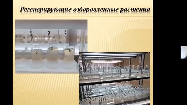 Основные аспекты семеноводства в Восточном Казахстане с применением биотехнологии