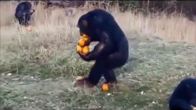 ЖАДНАЯ ОБЕЗЬЯНА