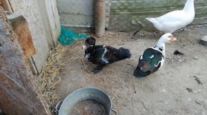 Мускусные утки. Селезень или утка?