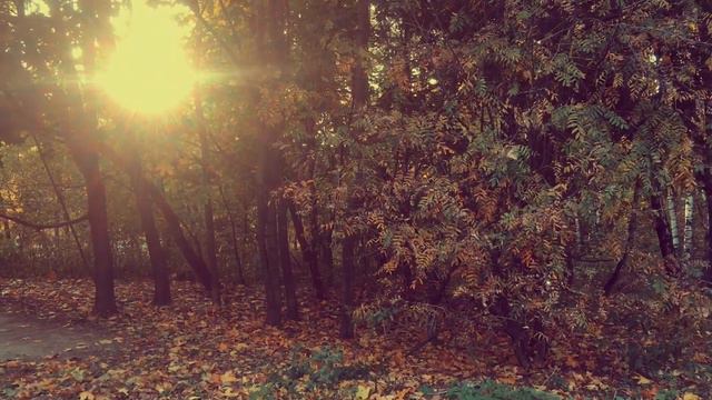 🍃228🍃Осенние тропинки смотреть онлайн