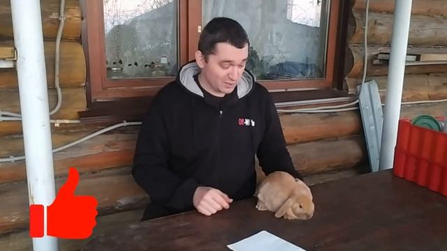Декоративные кролики , все что нужно знать