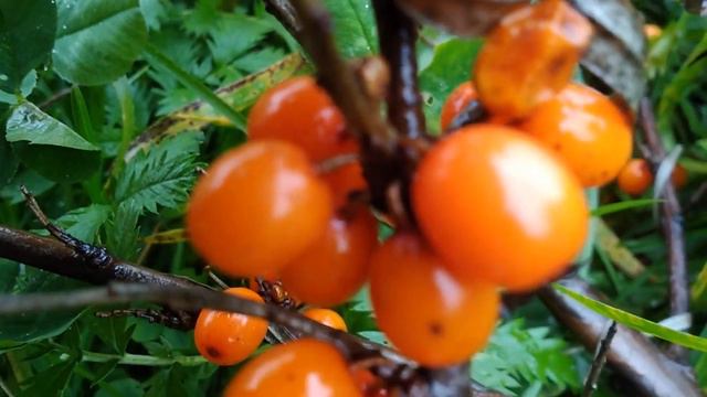 Деревенский дневник очень многодетной мамы / Стрим /Спалилась, как разводит людей. смотреть онлайн