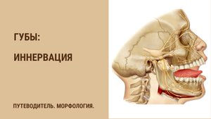 Иннервация губ