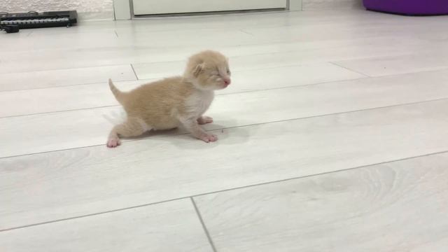 A little kitten meows loudly, but mother cat can't hear it смотреть онлайн