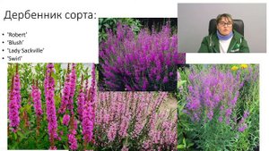 Водные и околоводные растения