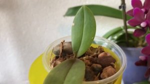 Phal. Black Pearl ( Чёрная жемчужина ) Бархатная малышка ???полный роспуск !????