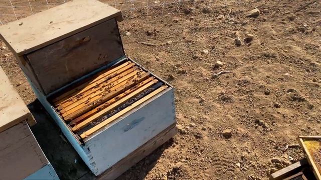 Медведь кушает мёд и разрушает ульи! / bear eats honey and destroys beehives смотреть онлайн