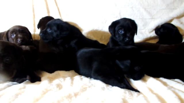 Как выглядят щенки лабрадора в 1 месяц.What Labrador Puppies Look Like.
