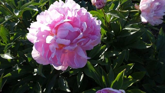 Пион ROSE PEARL смотреть онлайн