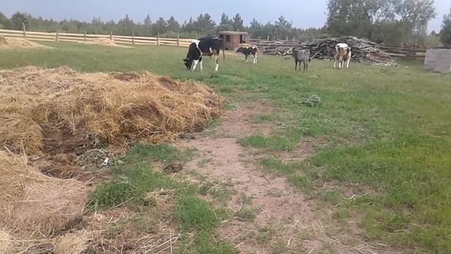 Утренняя дойка!Деревенское раннее утро!