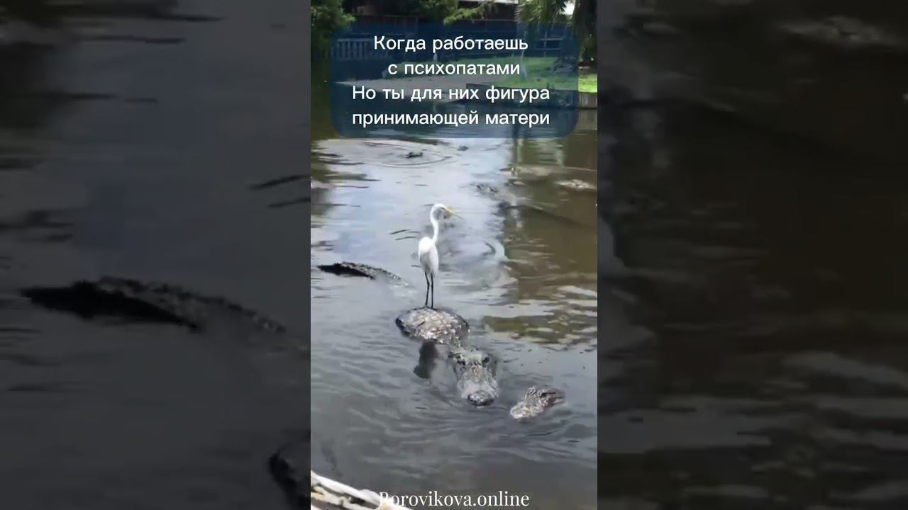 #регрессивнаягипнотерапия #регрессивныйгипноз#регрессивныйгипнотерапевт