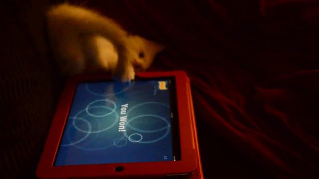 Pure breed Ragdoll kitten. Apps for cat, chasing the fish or fish hunt. Game apps for cat. смотреть онлайн