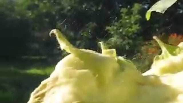 Химиотрассы - нити на подсолнухе смотреть онлайн