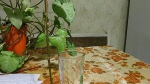 Почему обязательно надо формировать деревья? Как растут деревья?