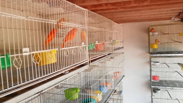 EL HUEVO DE CANARIA MAS PEQUEÑO DEL MUNDO ESTO PASÓ EN MI AVIARIO CON UNA CANARIA AVIARIO LA CRI M смотреть онлайн