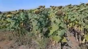 Грандстар 50 - Гибрид Подсолнечника