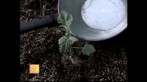 Как вырастить арбузы в теплице технология от А до Я