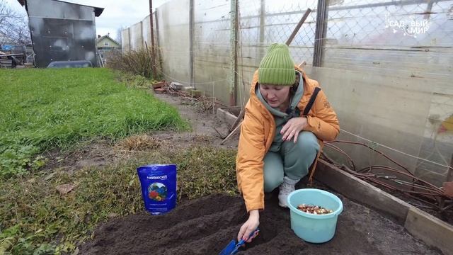 Зачем выбрасывать детки сортовых тюльпанов?! Можно дорастить и получить шикарные луковицы смотреть онлайн