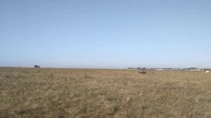 Взрослые жеребцы. Русской тяжеловозной породы